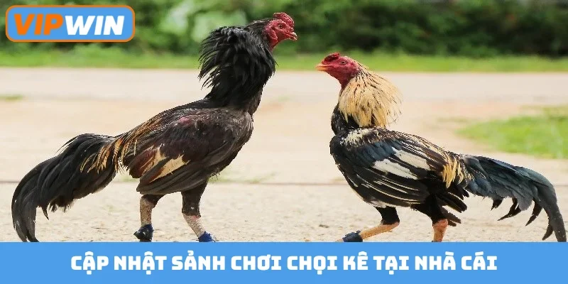 Cập nhật sảnh chơi chọi kê tại nhà cái