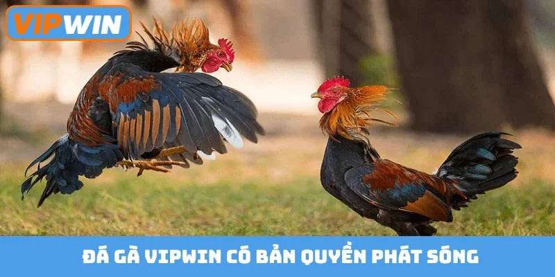 Đá gà Vipwin có bản quyền phát sóng